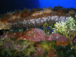 Sea cucumber  by Martin Dalsaso 